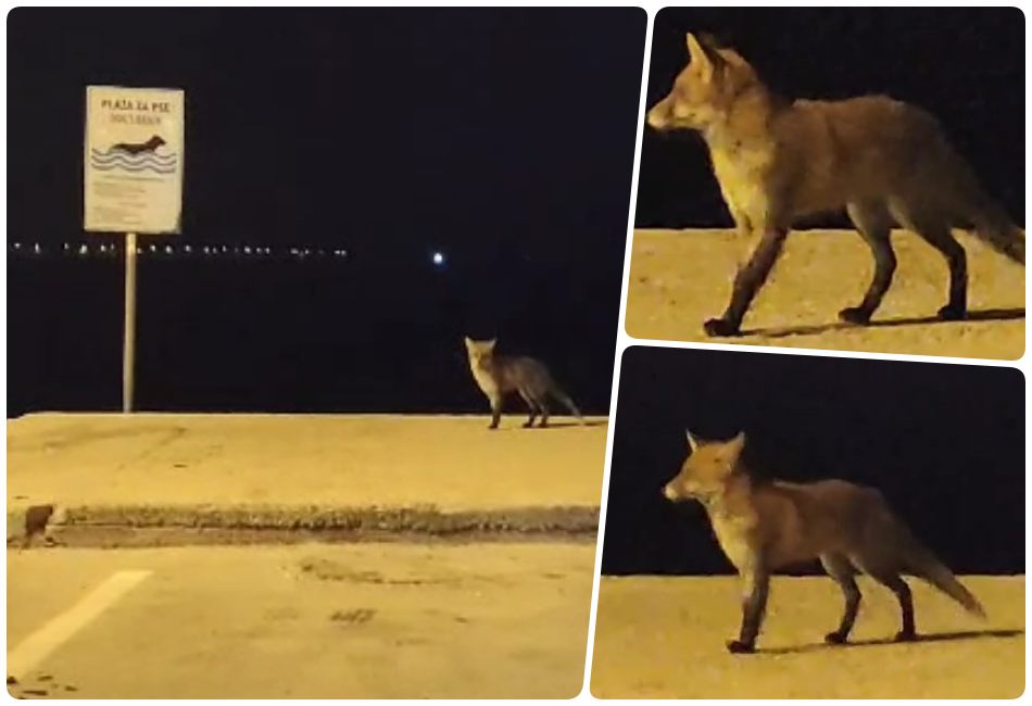 Lisice na noćnom kupanju? Neobični gosti pored plaže za pse u Vodicama