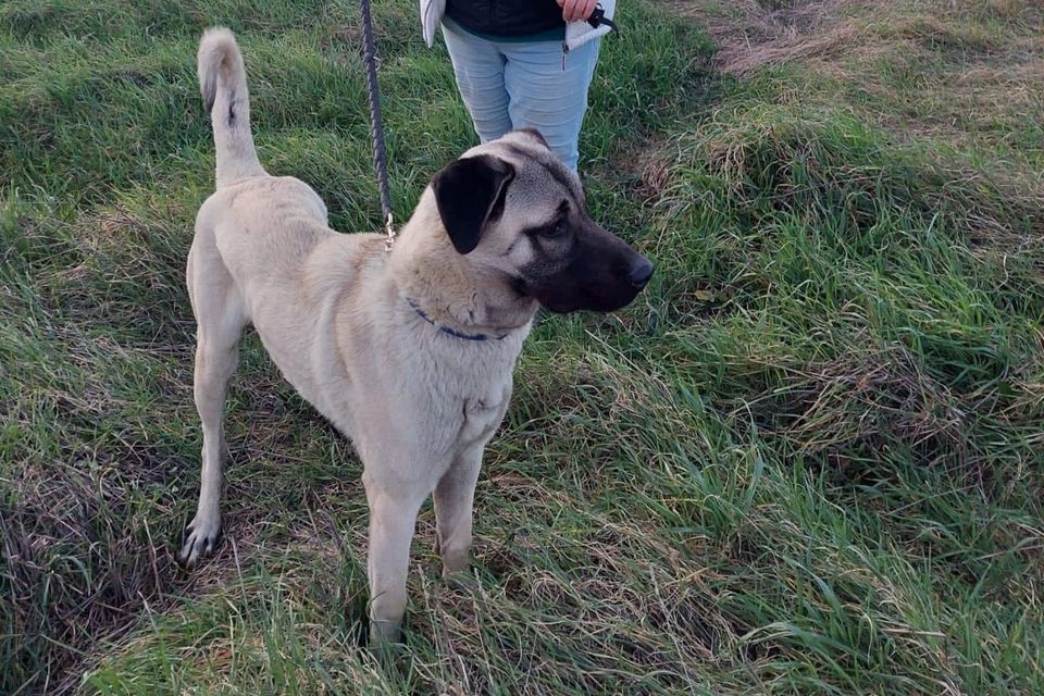 Pomozimo Aresu pronaći zauvijek dom 