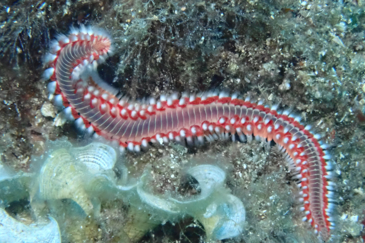 Stipica Birin iz Vodica Dive: Vatreni crvi za sada nisu prijetnja za kupače, ali oprez za ribare