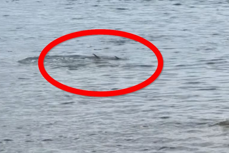 Stručnjak o snimci iz Vodica: Nije moguće utvrditi o kojoj ribi se radi, moguće da je Iglun