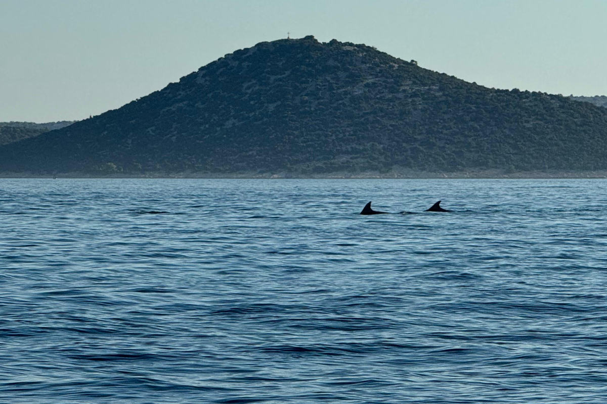 Dupini u blizini hotela Olympia: Video zabilježen s broda