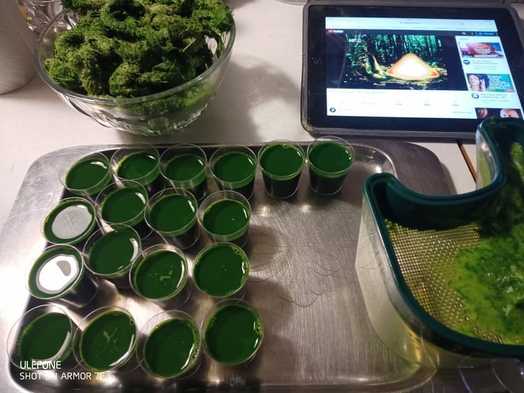 Zdravlje iz prirode: Vojmir Čićin Šain o blagodatima soka od pšenične trave