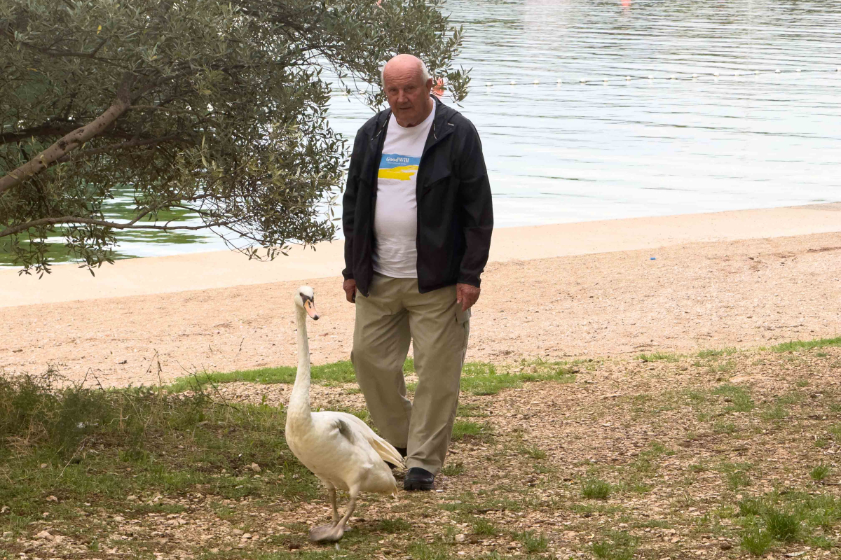 Labud pronašao novi dom: Kako je Gojko iz Jadrije spasio život ranjenoj ptici