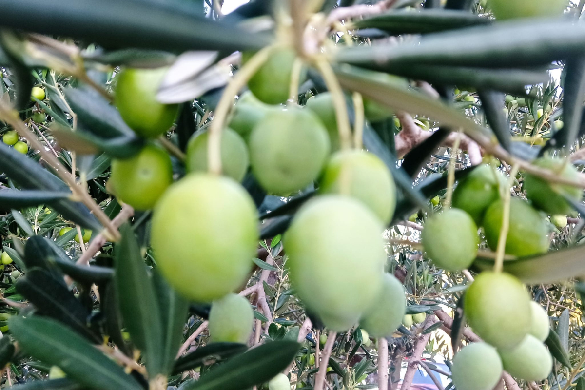 Paškina ćakula: Maslinovo uje tribalo je 30-40 euri biti