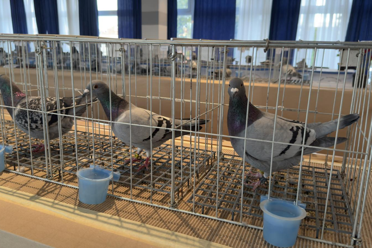 Vodice domaćin nacionalne izložbe golubova pismonoša