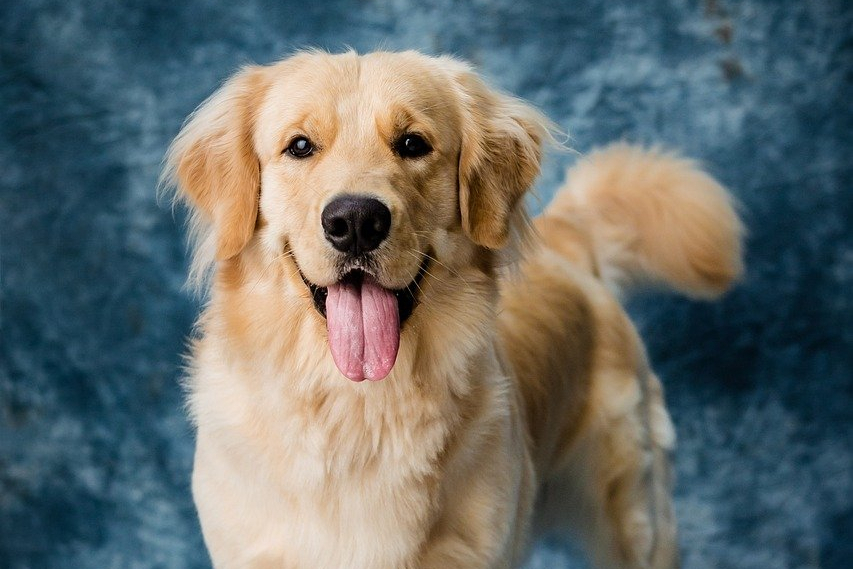 Nova godina bez straha: vodič za umirenje pasa tijekom vatrometa