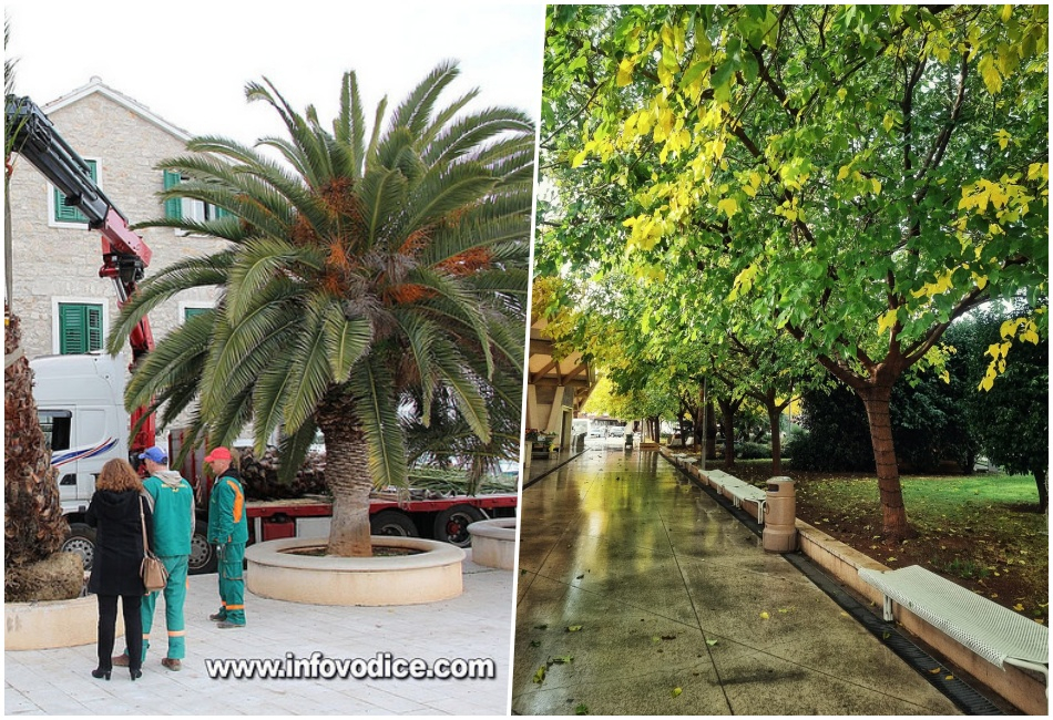 Vodičani birali: Murve ili palme? Anketa otkrila jasnog favorita