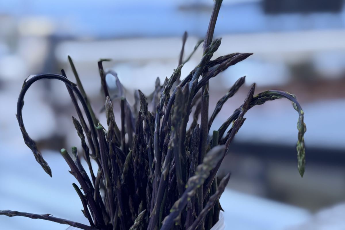 Divlje šparoge na tržnicama: Cijene dosežu i 7 eura po vezici