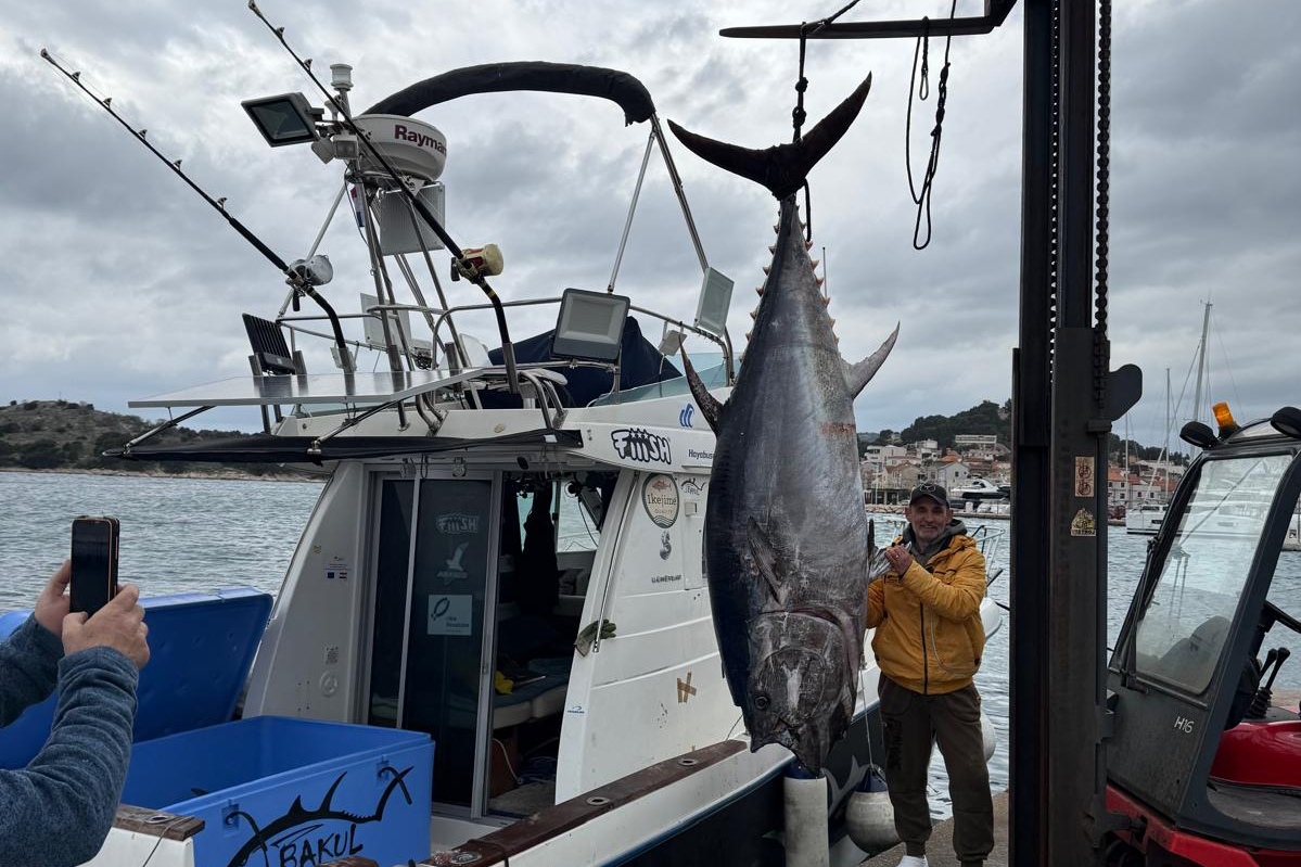 Institut otkrio: tuna od 317 kilograma koju je ulovio Vodičanin Anton Roca imala je između 12 i 15 godina