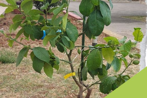 Najava volonterske akcije uređenja školskog vrta u Katoličkoj osnovnoj školi Šibenik