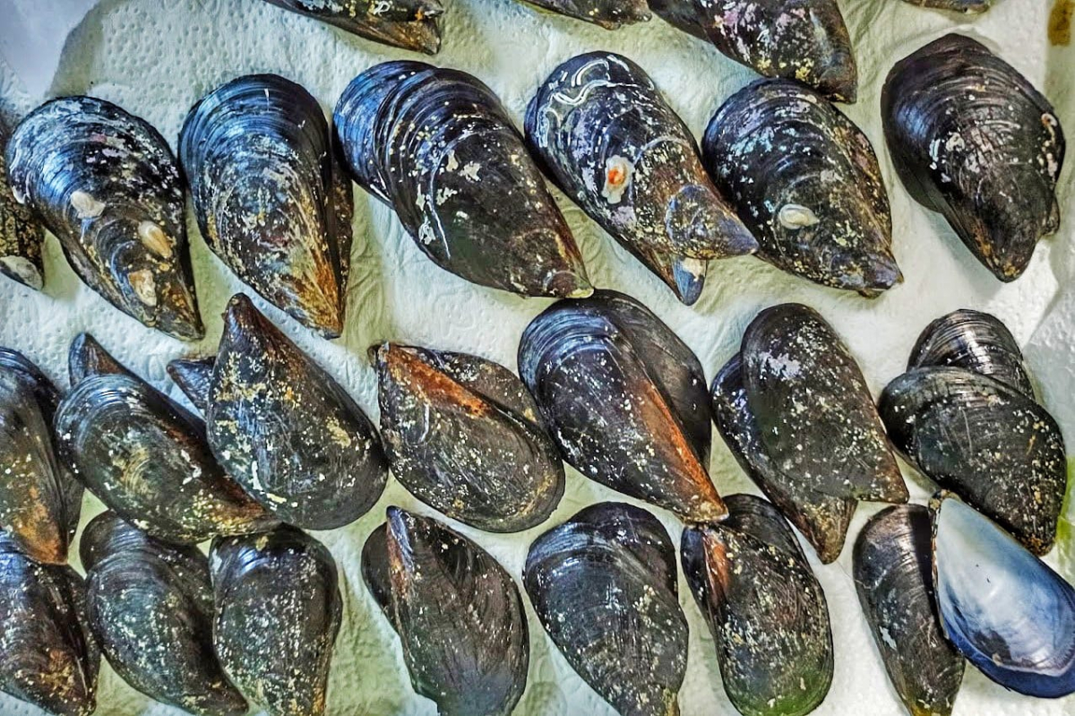 Zabrinjavajući trend u Jadranu: sve češća uginuća dagnji zbog porasta temperature mora