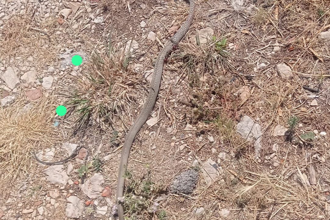 Zmija u po bila dana prošetala kužinom u Vodicama