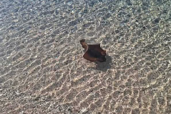 Neobičan stanovnik u vodičkom plićaku: upoznajte morskog zeca