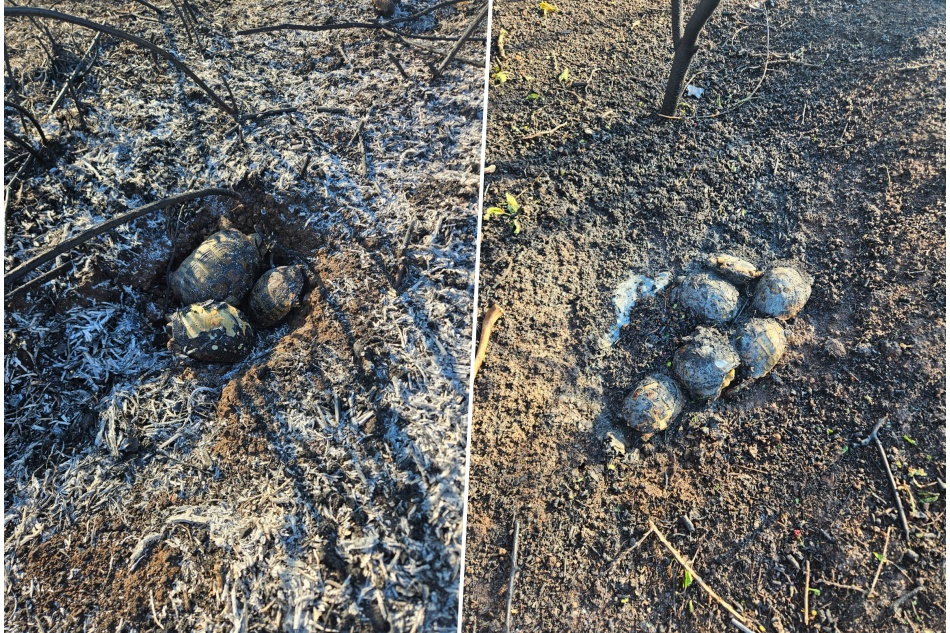 Požar kod Gaćeleza nije oštetio kuće, ali jest prirodu