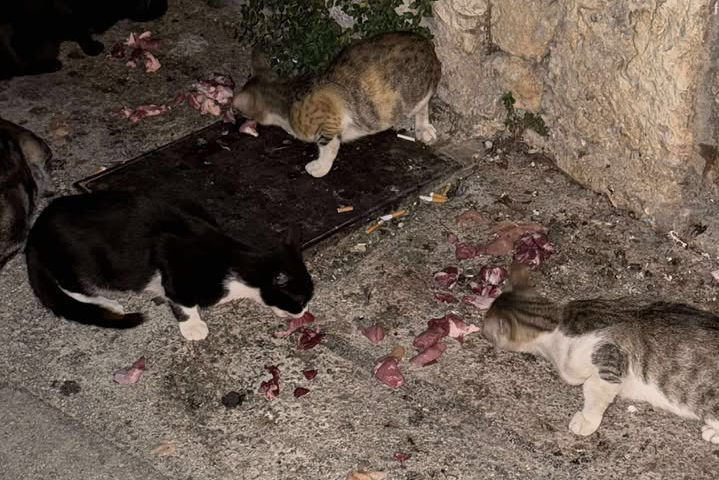 Hranjenje životinja na javnim površinama - pohvalna namjera, ali pogrešno mjesto