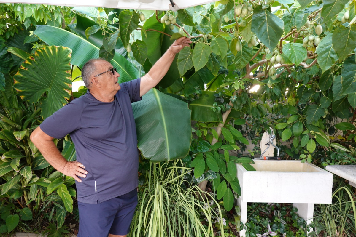 Egzotika u Blatama: Barba Branko na 20 kvadrata uzgaja banane, tamarillo, cherimoyu i još mnogo toga