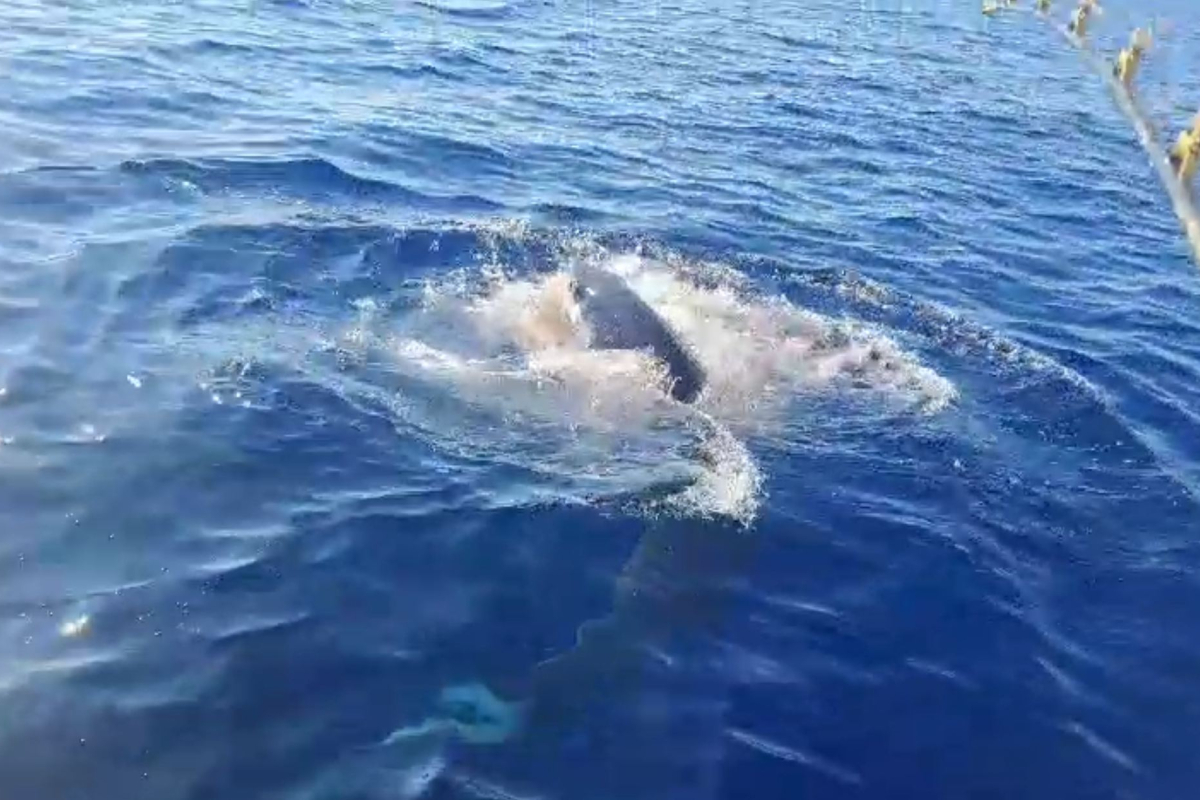 "Kao u Raljama": Vodičanin Anton Roca u šoku nakon napada morskog psa na ulov i brod