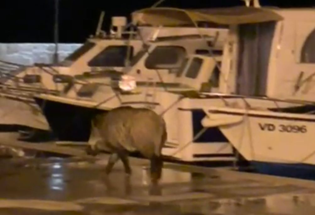 Vepar prošetao vodičkom rivom - kažu, došao provjeriti zašto se u Vodicama „najbolje živi“