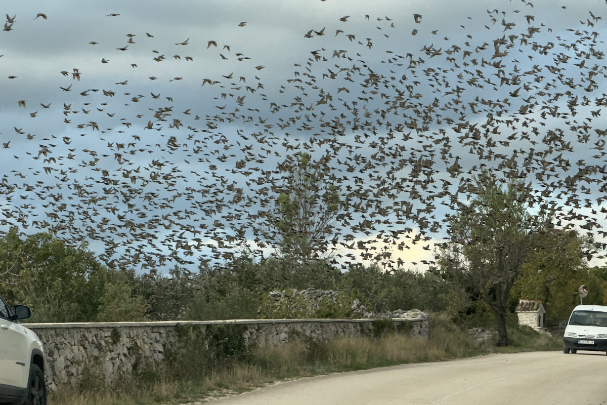 Video: Jesenski prizor iznad Zatonske - nebo puno čvoraka