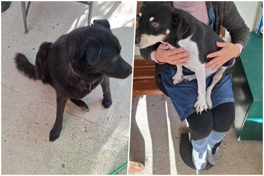 Sumnja na trovanje pasa na području Čiste Male: apel na oprez vlasnicima i šetačima