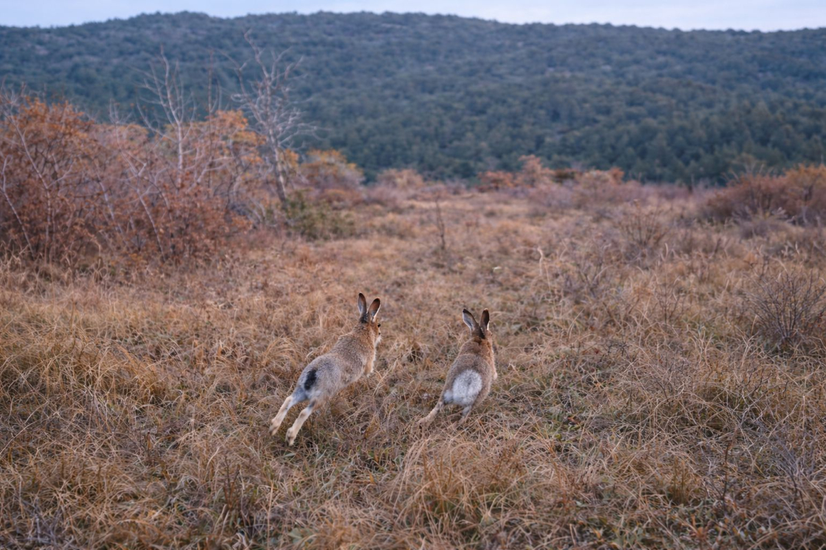 U lovišta Šibensko-kninske županije pušteno 538 jedinki zeca
