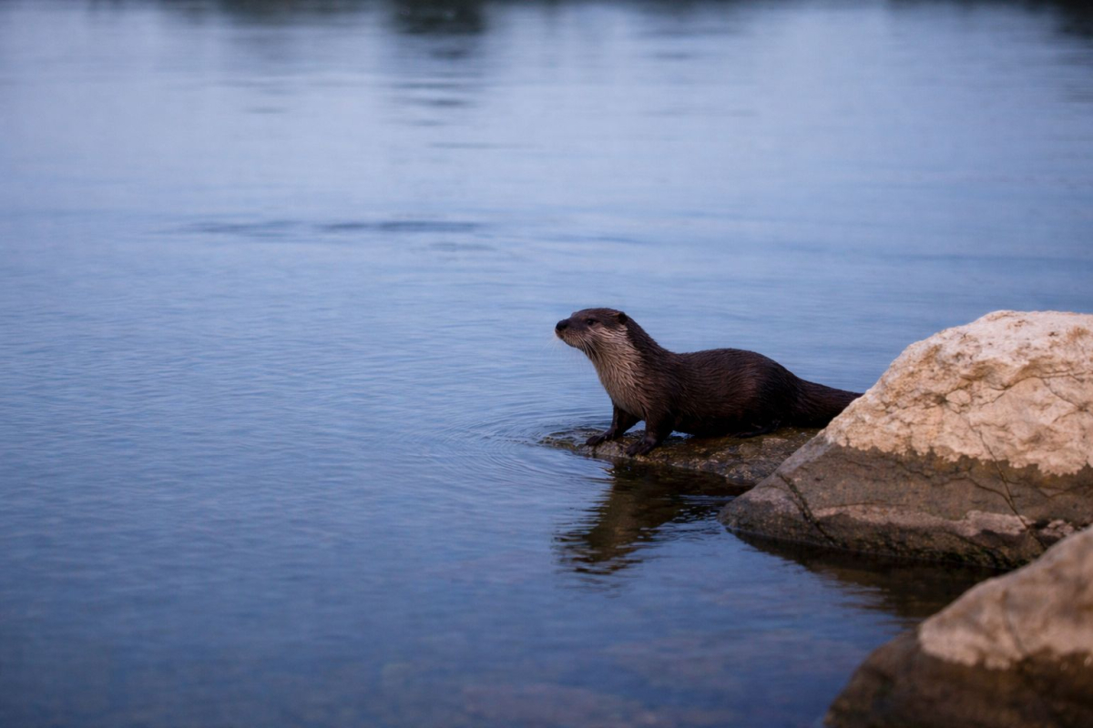 Prizor koji se nije vidio desetljećima: vidra ponovno u Bilicama