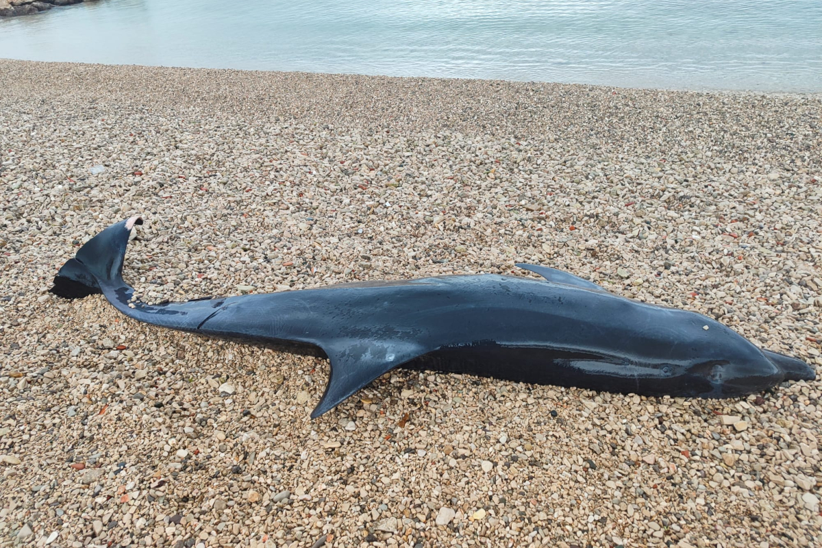 Nesvakidašnji prizor na obali: dupin pronađen na plaži u Tribunju