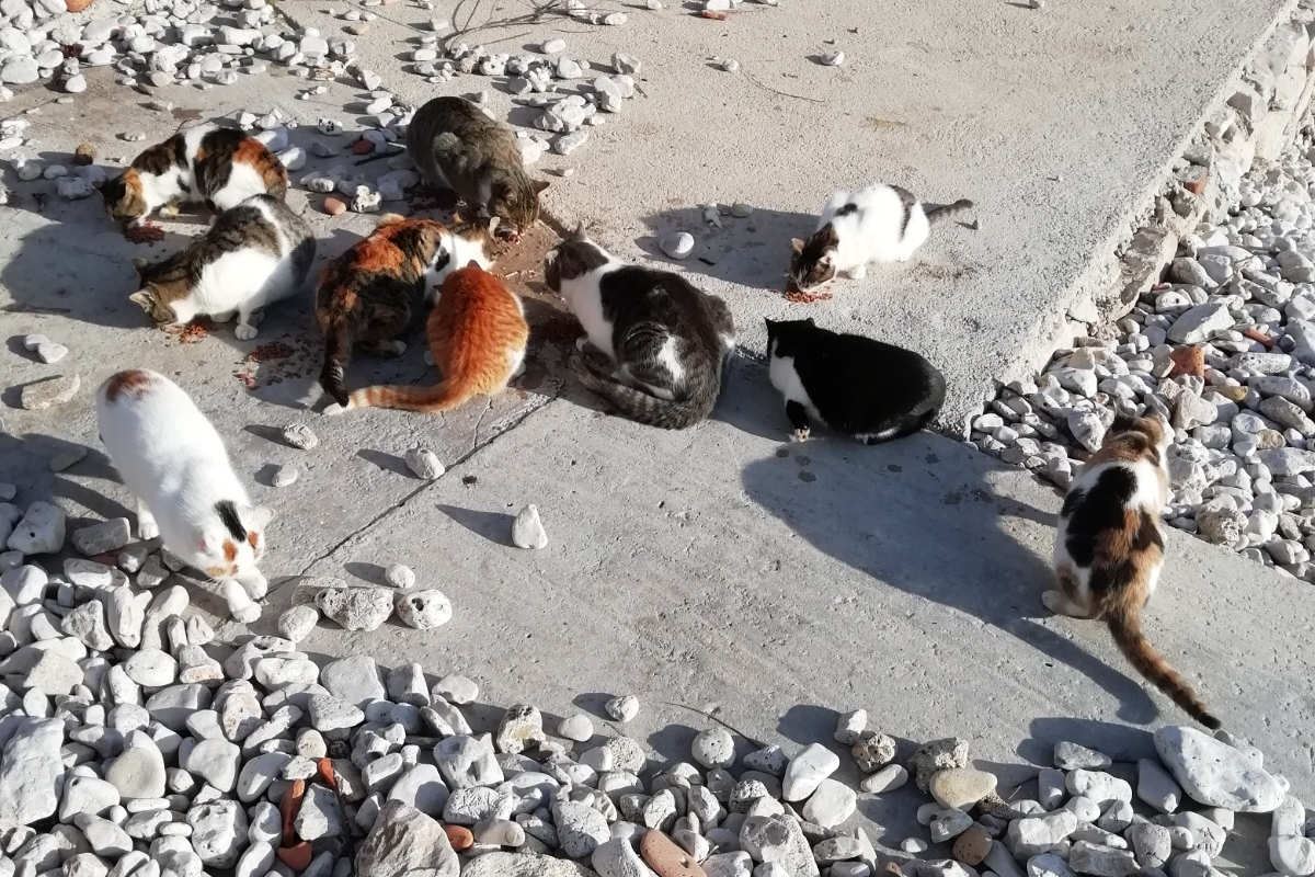 Donacija hrane za mačke stigla iz Njemačke: Pomoć i za otoke Prvić, Zlarin i Kaprije