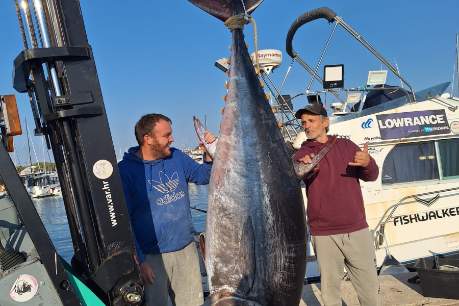Anton Roca ponovno s kapitalcem: U Murterskom moru ulovio tunu tešku 250 kilograma