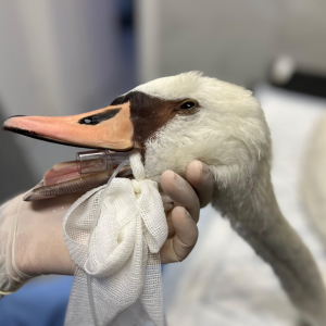 WhatsApp Slika 2024-09-18 u 17.47.36_9e862236