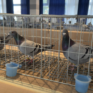 viber_slika_2024-12-14_13-46-55-750