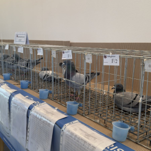 viber_slika_2024-12-14_13-46-55-908