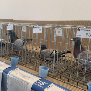 viber_slika_2024-12-14_13-46-55-965