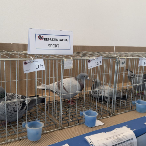 viber_slika_2024-12-14_13-46-56-254