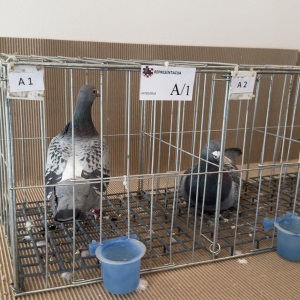 viber_slika_2024-12-14_13-46-57-247