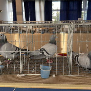 viber_slika_2024-12-14_13-46-57-439