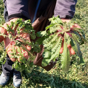 WhatsApp Slika 2025-02-21 u 19.13.23_50ce3776